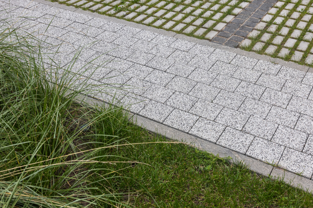 Juodrantė, Pilkopė