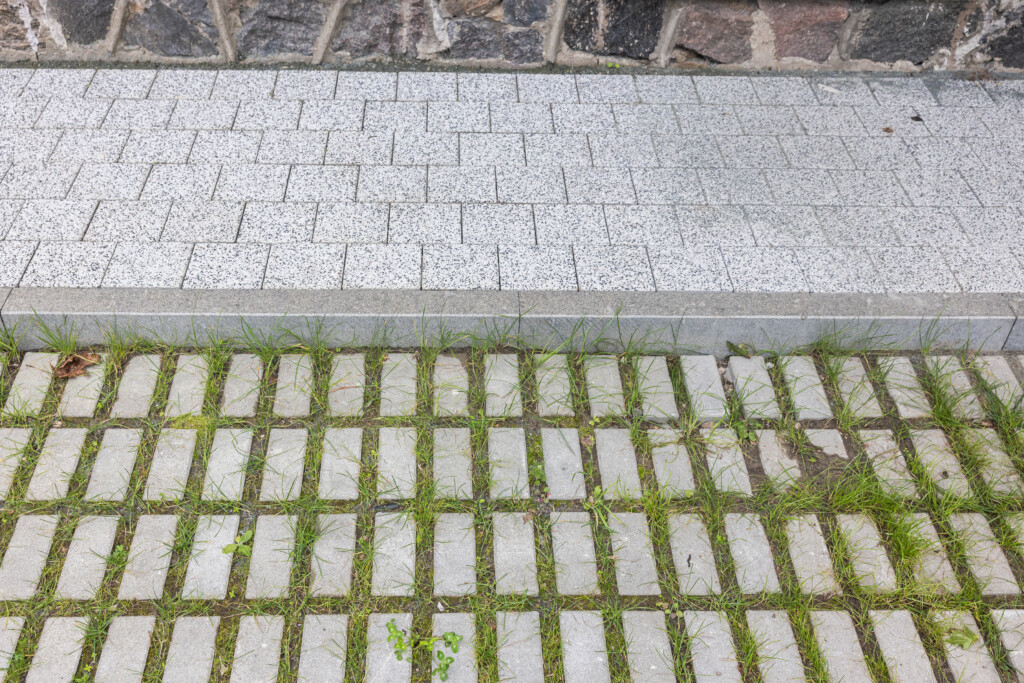 Juodrantė, Pilkopė