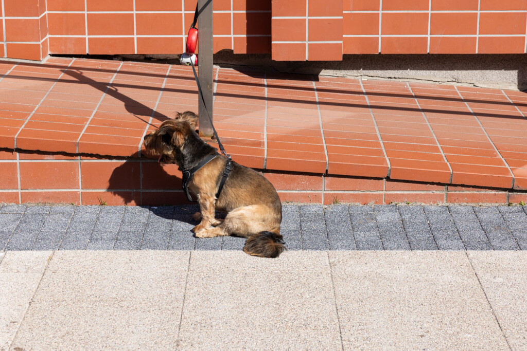 Šeškinės aikštė